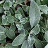 Lamb's ear plants